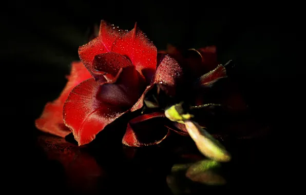 Picture macro, background, rose