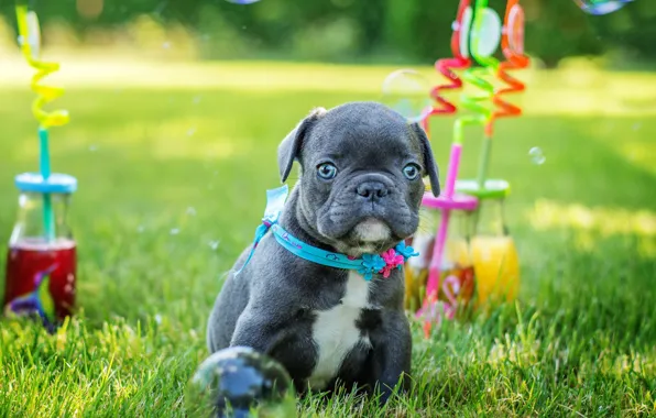 Greens, summer, grass, look, grey, glade, toys, dog