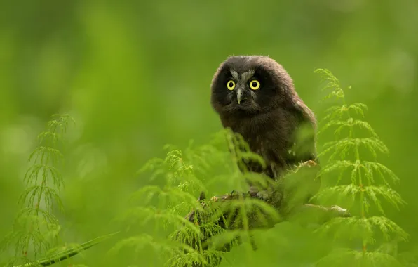 Grass, look, owl, bird, black, green background, bokeh, owl
