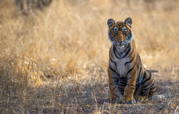 Grass, look, nature, tiger, pose, background, paws, sitting