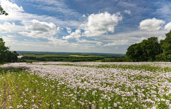 Picture forest, the sky, clouds, flowers, Maki, dal, pink, poppy field