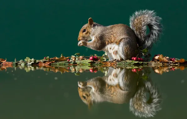 Picture autumn, leaves, water, reflection, berries, grey, protein, fruit