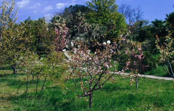 The sky, trees, nature, spring, Sakura, Russia, blooms, April