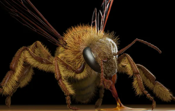 Picture OSA, art, Eric Keller, Apis mellifera (honey bee)