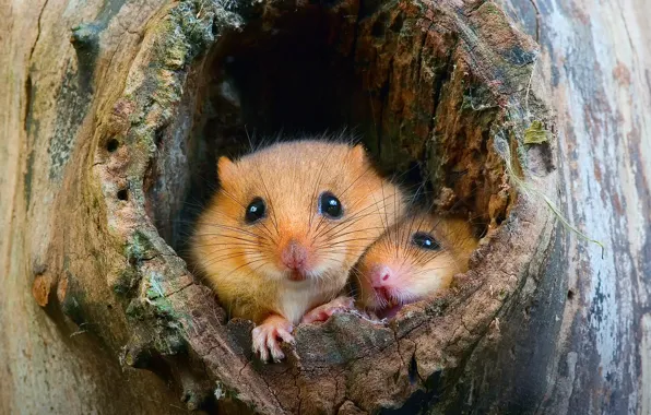 Picture tree, rats, mouse, the hollow, hamsters