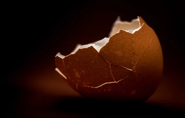 Background, shell, egg