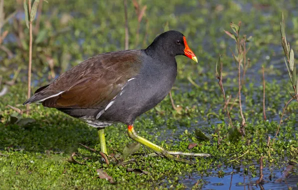 Bird, beak, Moorhen