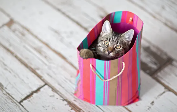 Cat, cat, look, strips, kitty, grey, pink, Board
