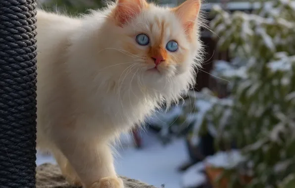 Winter, cat, white, look, snow, kitty, background, spruce