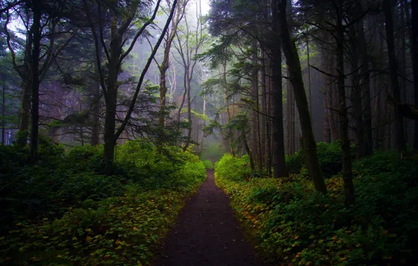 Picture greens, forest, leaves, light, trees, branches, fog, track
