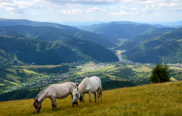 Grass, mountains, field, valley, slope, horse, meadow, panorama