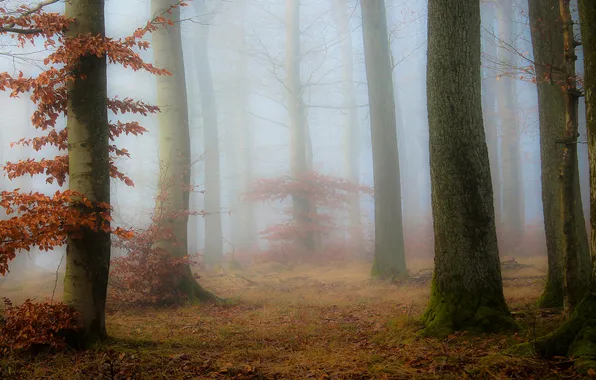 Autumn, forest, trees, branches, nature, fog, trunks, glade