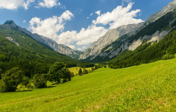 Trees, mountains, nature, clearing, trees, nature, mountains, meadow