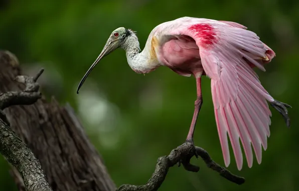 Background, bird, wings, feathers, snag, roseate spoonbill