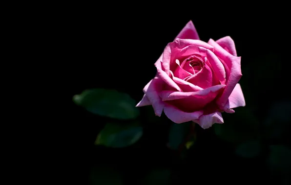 Picture roses, pink, black background