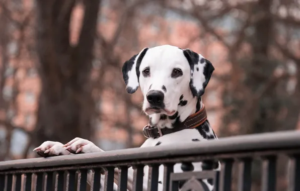 Autumn, look, face, branches, pose, Park, the fence, dog