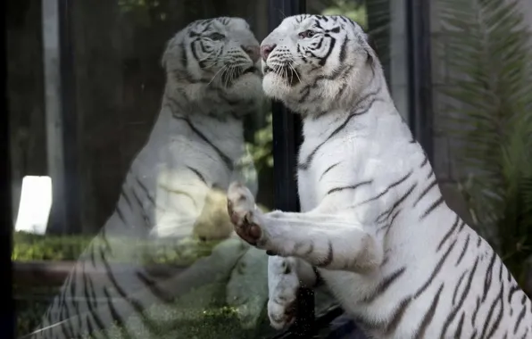 Look, glass, tiger, reflection