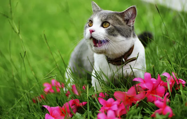 Greens, cat, grass, cat, flowers, nature, kitty, grey