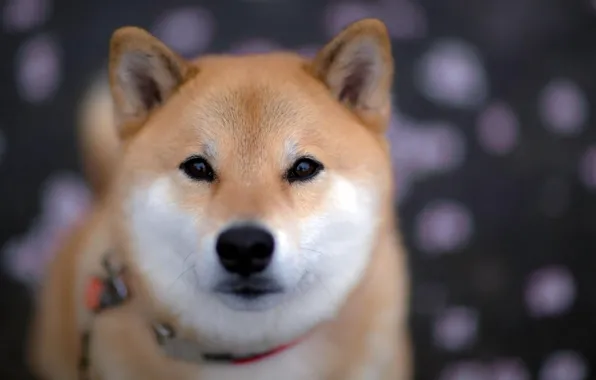 Face, collar, Akita inu