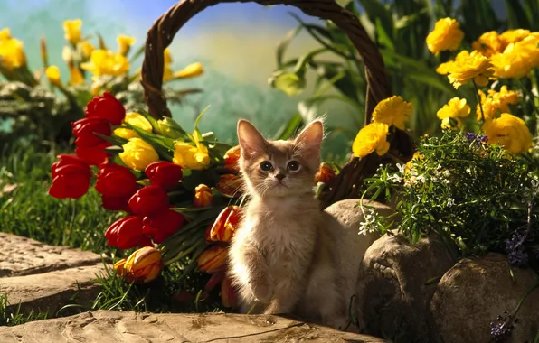 Cat, cat, flowers, kitty, basket, tulips, cat