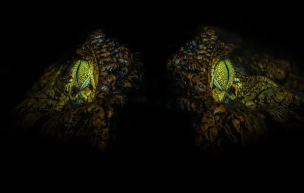 Eyes, nature, crocodile