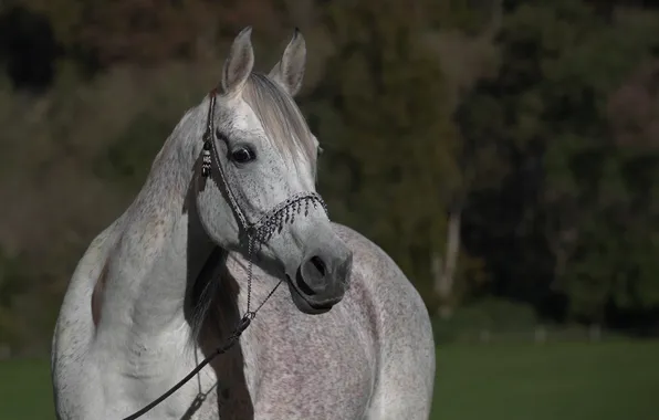 Face, grey, horse, horse, bangs, (с) Oliver Seitz