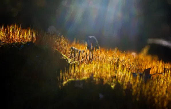 Macro, rays, moss