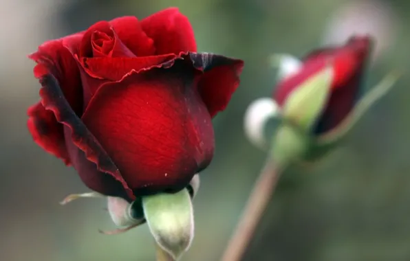 Wallpaper buds, grey background, roses, red