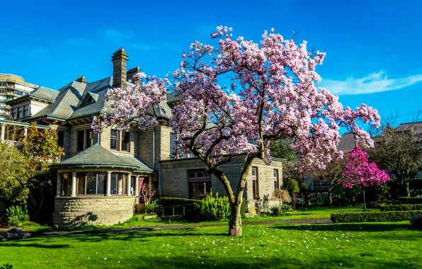 Picture Sakura, Canada, mansion, flowering tree, houses, Flowering