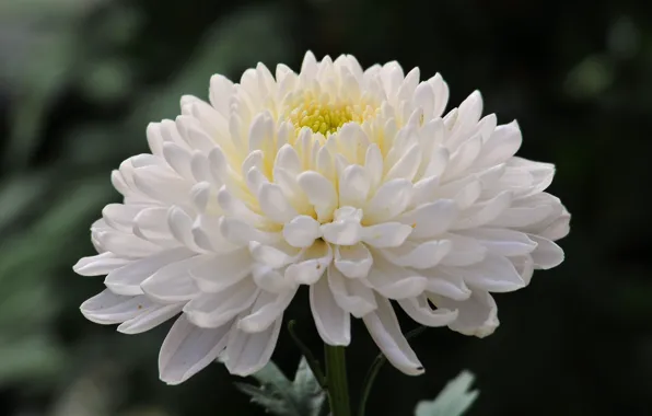 Picture flower, photo, chrysanthemum