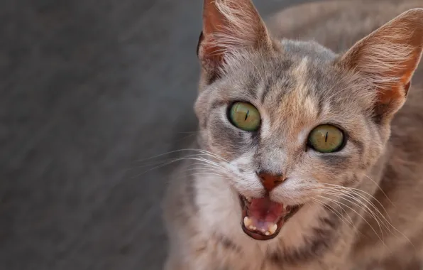 Cat, cat, look, muzzle, aggressive