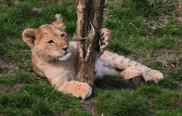 Nature, Weed, Lion