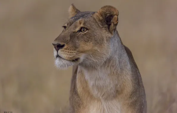 Nature, background, lioness, DUELL ©