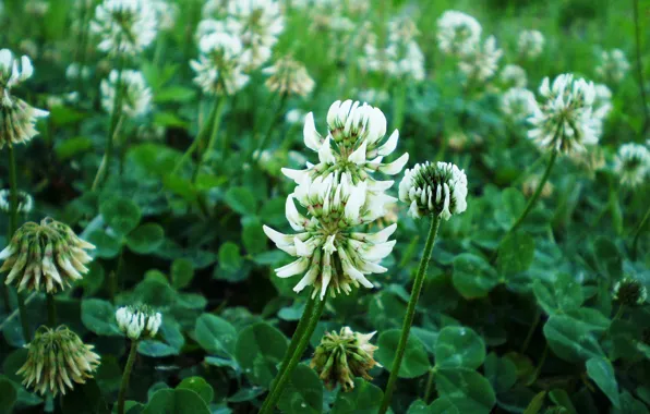 Macro, flowers, clover