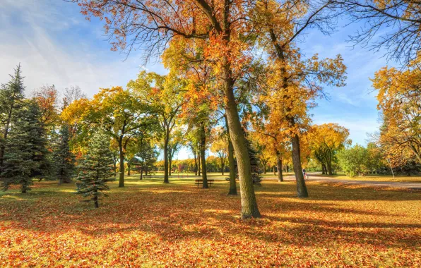 Picture autumn, the sky, grass, leaves, trees, Park, bench