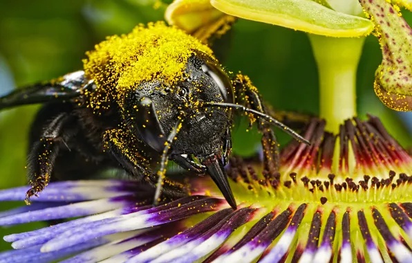 Flower, bee, pollen