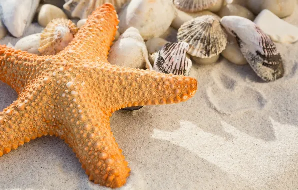Sand, beach, summer, star, shell, summer, beach, sea