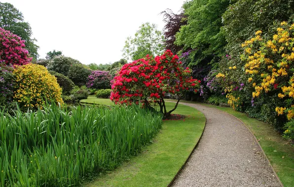 Picture the sky, trees, flowers, nature, Park, plants, garden, track