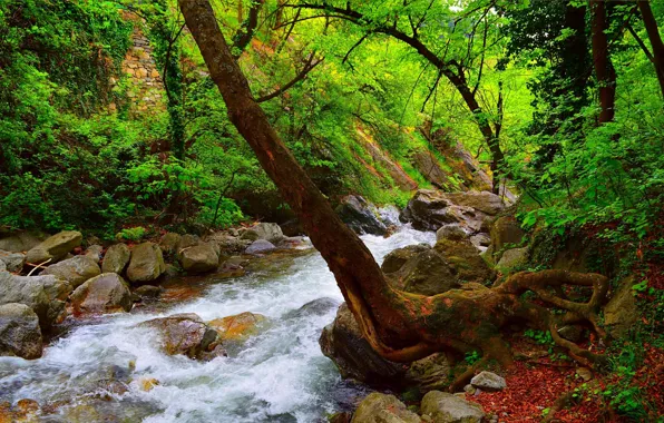 Picture Stream, Spring, Forest, Stones, River, Spring, River, Forest