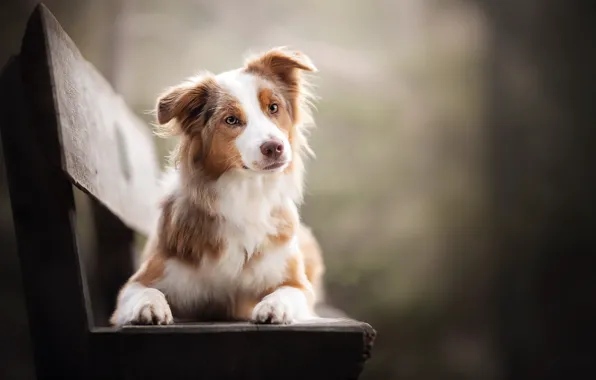 Each, dog, bench