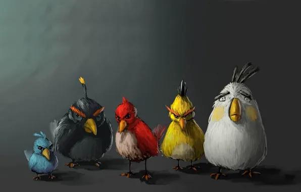 Birds, minimalism, birds, angry