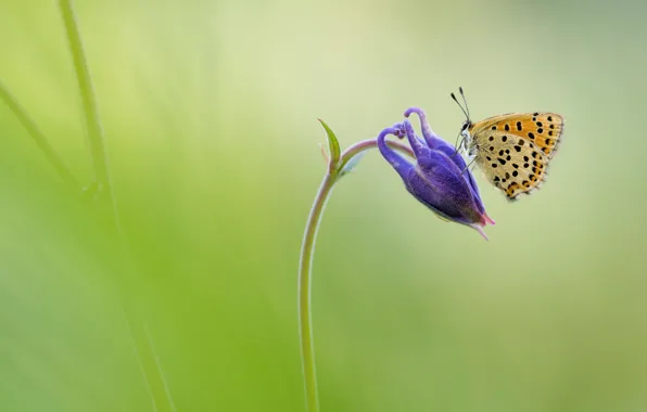 Flower, macro, lilac, butterfly, green background, the catchment, Aquilegia