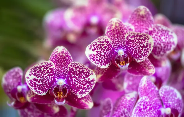 Flowers, flowering, lilac, Orchid, flowers, Orchid, violet, bloom