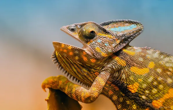 Picture chameleon, animal, head, lizard