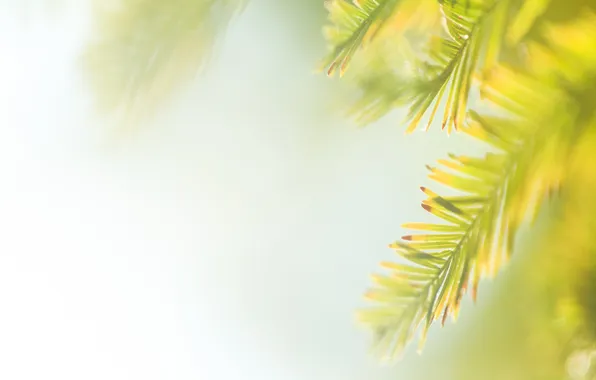 Leaves, the sun, macro, light, sprig, plant, carved