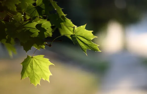 Picture leaves, light, nature, blur, maple, bokeh