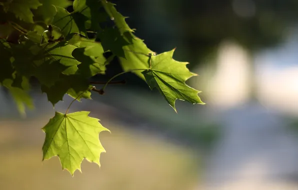 Leaves, light, nature, blur, maple, bokeh