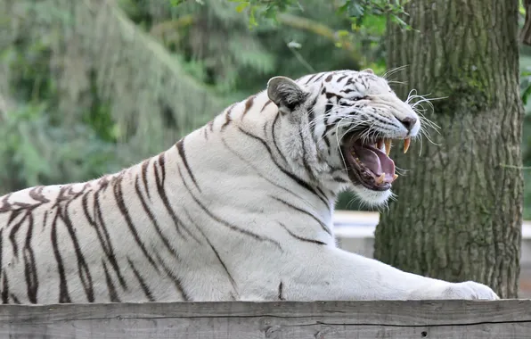 Cat, tiger, mouth, fangs, white tiger