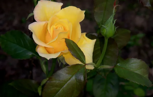 Picture leaves, Bud, yellow rose