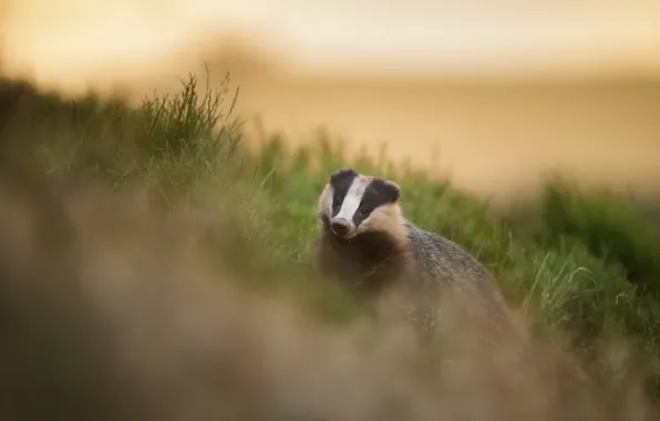 Grass, look, face, walk, bokeh, badger